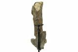 Fossil Hadrosaur (Maiasaura) Partial Femur w/ Stand - Montana #379910-3